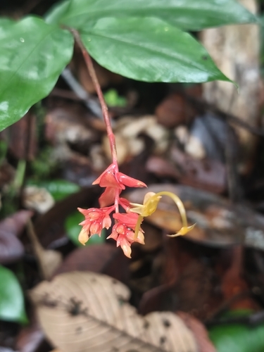 Globba atrosanguinea, photograph 2