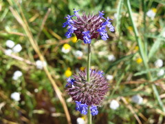 Salvia columbariae