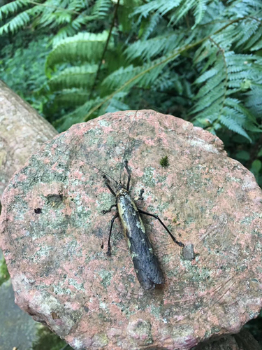 Tegra novaehollandiae