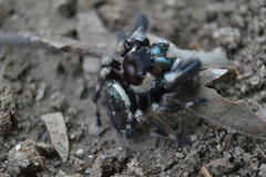 Phidippus audax