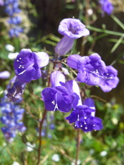 Phacelia minor