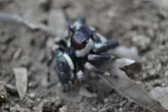 Phidippus audax
