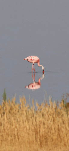 Lesser Flamingo