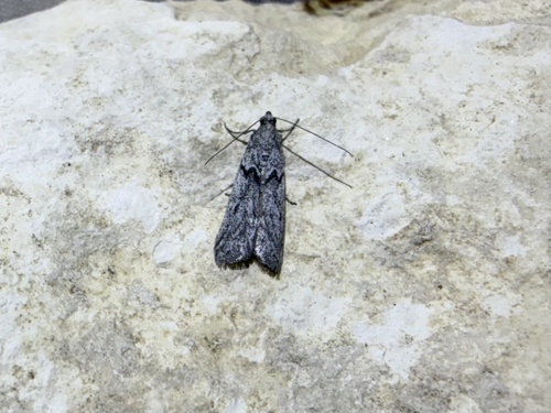 iNaturalist observation photo of Phycitini