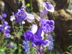 Phacelia minor