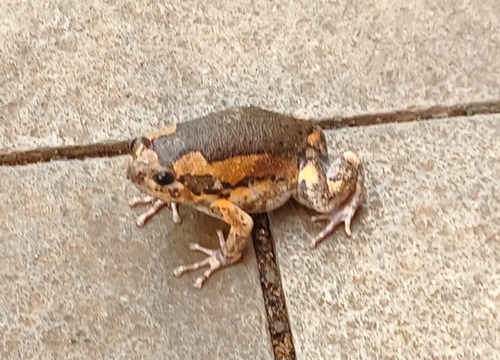 Kaloula pulchra