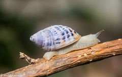 Drymaeus poecilus