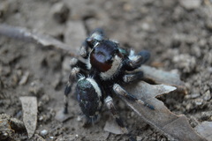 Phidippus audax