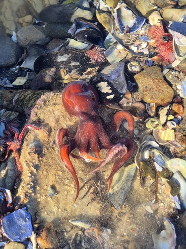 Brushtip Octopus