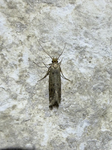 iNaturalist observation photo of Fungus Moths, Clothes Moths, & Allies