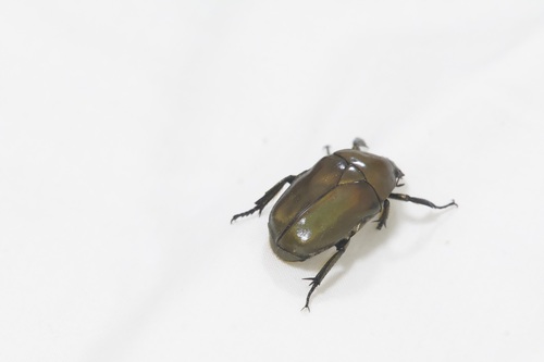 Japanese Drone Beetle