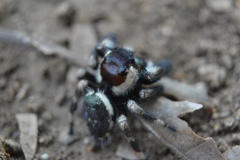 Phidippus audax