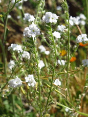Cryptantha intermedia