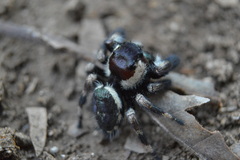 Phidippus audax