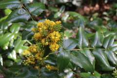Berberis repens