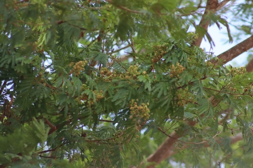 Samanea saman