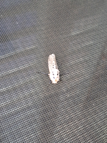 Wood Leopard Moth