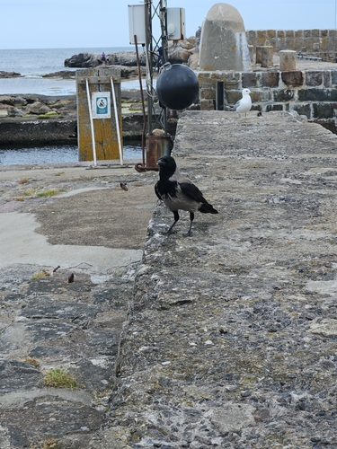 Hooded Crow