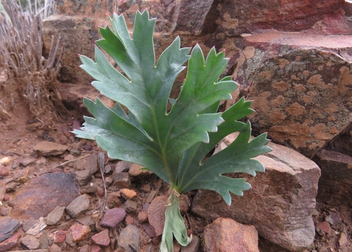 Pelargonium pillansii