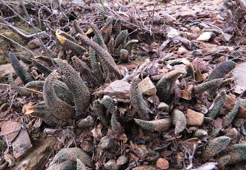 Haworthiopsis scabra scabra