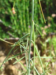 Eulobus californicus
