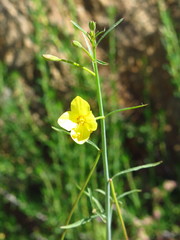 Eulobus californicus