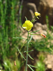 Eulobus californicus