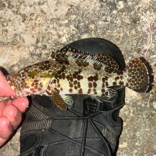 Epinephelus hexagonatus observed 2026-06-30