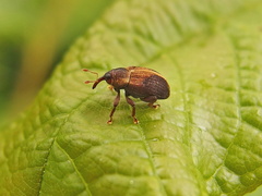 Lignyodes enucleator