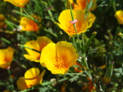 Eschscholzia californica