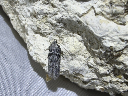 iNaturalist observation photo of Butterflies and Moths