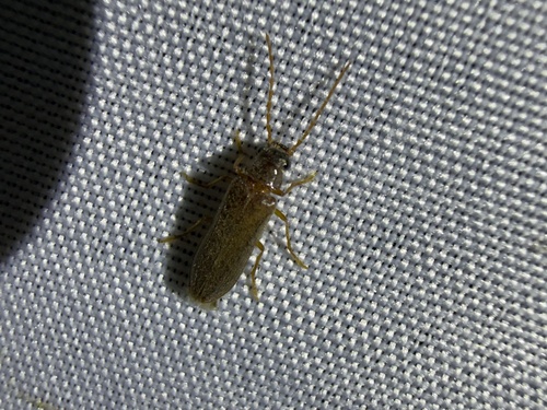 iNaturalist observation photo of Anorus piceus