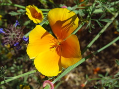 Eschscholzia californica