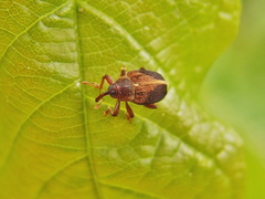 Lignyodes enucleator
