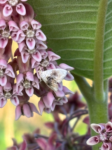 iNaturalist observation photo of Brown-banded Lipocosma Moth