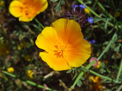 Eschscholzia californica