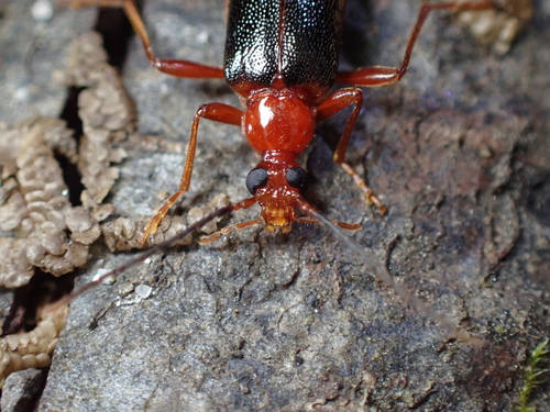 Dendroides marginatus