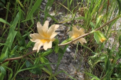 Diplacus grandiflorus