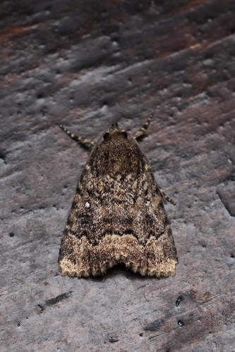 Amphipyra micans