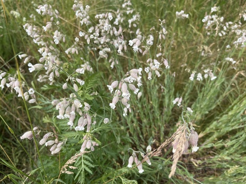 bladder campion