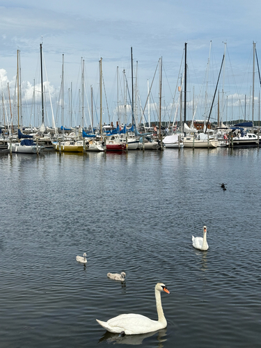 Mute Swan