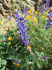 Lupinus sparsiflorus