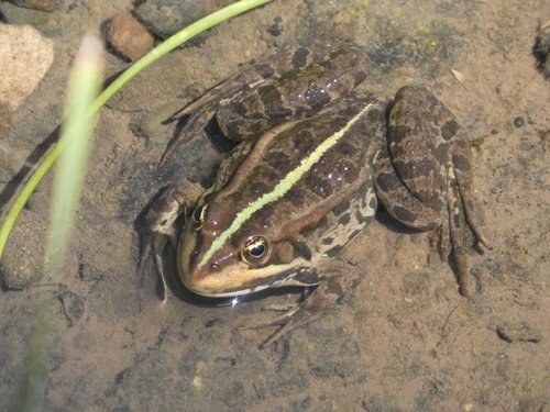 Pelophylax ridibundus kurtmuelleri