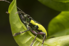 Naupactus tarsalis