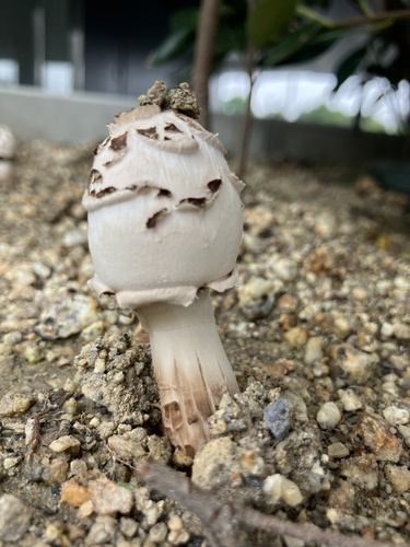 Green-spored Parasol