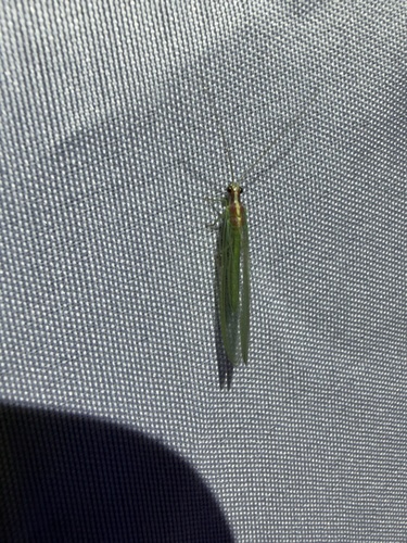 iNaturalist observation photo of Meleoma schwarzi
