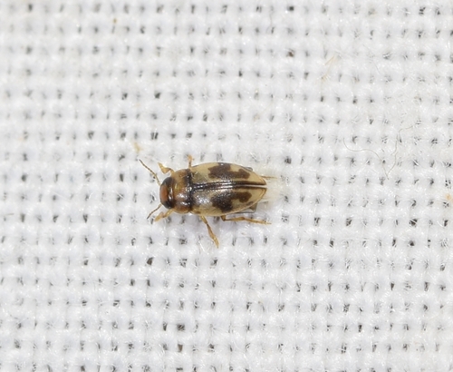 Hydroglyphus signatellus