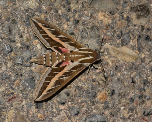 Striped Hawkmoth