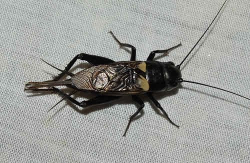 Southern Field Cricket