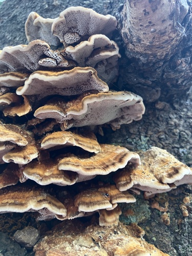 Inonotus mikadoi